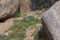 California Golden Poppies near Lake Isabella