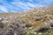 California Golden Poppies near Lake Isabella