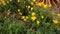 California Golden Poppies Swaying In Wind From Above