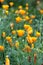 California Golden Poppy. Bright orange yellow flowers