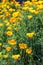 California Golden Poppy. Bright yellow flowers