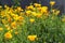 California Golden Poppy. Bright yellow flowers in sunlight