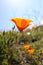 California golden poppy, California, USA