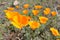 California golden poppy, California, USA