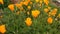 California Golden Poppy Flowers Swaying In Breeze