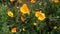 California Golden Poppy Flowers Swaying In Breeze From Above