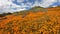 California Golden Poppy and Goldfields blooming in Walker Canyon, Lake Elsinore, CA. USA.