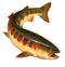 California Golden Trout illustration isolate art realistic.