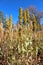 California goldenrod found at Laguana Meadow