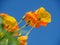 California Golding Poppies blooming in springtime with blue sky