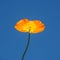 California Golding Poppies blooming in springtime with blue sky