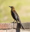 California Grackle Bird