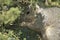 California Gray Squirrel eating on a branch in evergreen pine tree