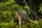 California Gray Squirrel hides behind a branch in evergreen pine tree