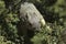 California Gray Squirrel runs on a branch in evergreen pine tree