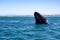 California gray whale in Baja, Mexico