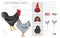 California Grey Chicken breeds clipart. Poultry and farm animals. Different colors set