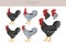 California Grey Chicken breeds clipart. Poultry and farm animals. Different colors set