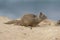 california ground squirrel pictures