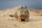 California Ground Squirrel