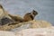 California Ground Squirrel