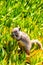 California Ground Squirrel Feeding at La Jolla, San Diego