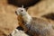 California ground squirrel Otospermophilus beecheyi