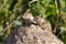 California Ground Squirrel, Otospermophilus beecheyi