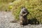 California ground squirrel (Otospermophilus beecheyi)