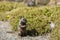 California ground squirrel (Otospermophilus beecheyi)