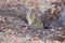 California Ground Squirrel - Otospermophilus beecheyi