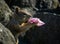 California ground squirrel presents a pink rose.