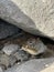 California Ground Squirrel in a Rock Hollow