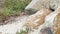 California ground squirrel, rodent animal on beach sand, succulent ice plants.