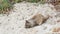 California ground squirrel, rodent animal on beach sand, succulent ice plants.