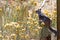 California ground squirrel sitting with yellow flowers under the sun