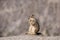 California Ground Squirrel stand-up and eating a peanut