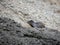 California ground squirrel surrounded by rocks.