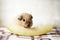 California guinea pig eats yellow melon