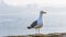 California Gull on Alcatraz