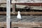 California Gull along San Francisco Bay, California, Larus californicus