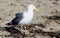 California Gull along Santa Cruz Harbor Beach, California, Larus californicus