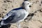 California Gull along Santa Cruz Harbor Beach, California, Larus californicus