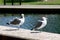 California Gull along side a community Lake in California, Larus californicus