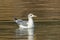 California gull in calm water