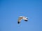 California gull flying over the beautiful Mono Lake