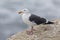 California Gull perched on a cliff next to the Pacific Ocean - S
