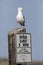 California Gull perched on a speed limit sign in Monterey