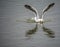 California Gull Reflections