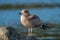 California gull resting at seaside